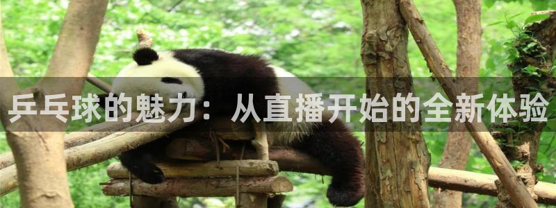 jrkankan直播体育：乒乓球的魅力：从直播开始的全新体验